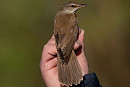 Great Reed Warbler - John Hewitt.