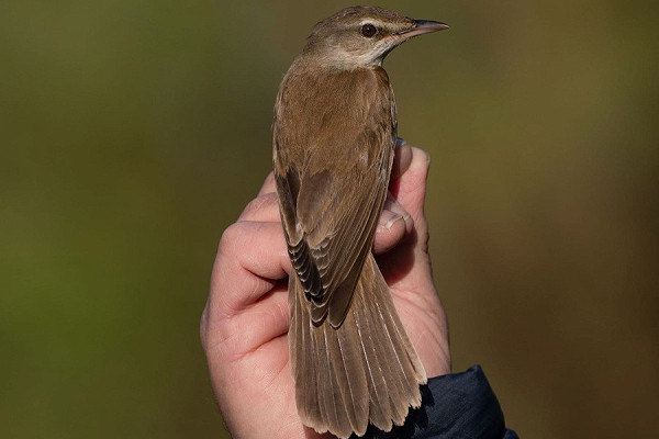 Great Reed Warbler - John Hewitt.