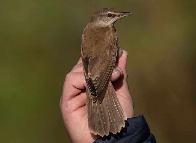 Great Reed Warbler - John Hewitt.