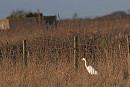 Great White Egret - John Hewitt.