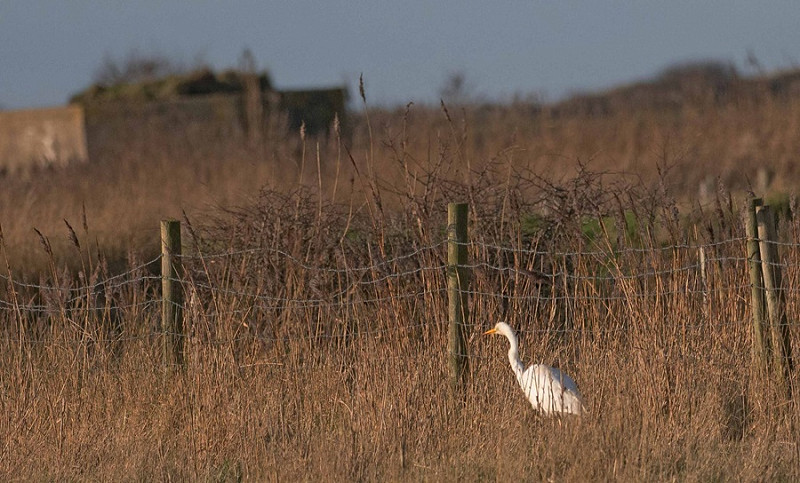 Great White Egret - John Hewitt.