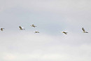 Great White Egrets - John Hewitt.