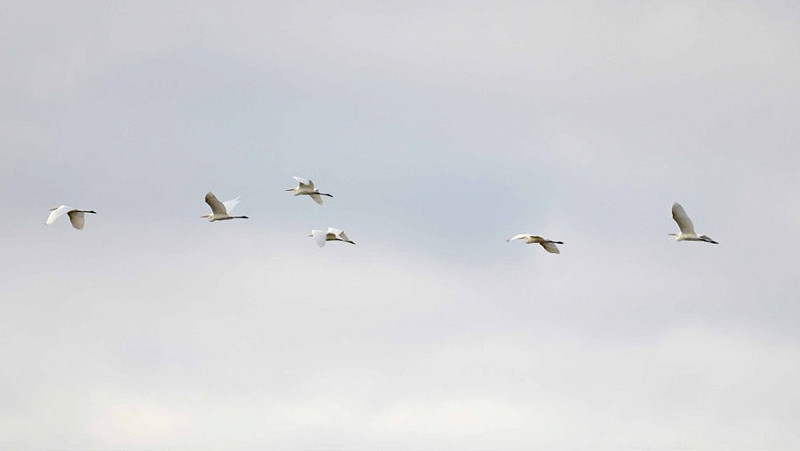 Great White Egrets - John Hewitt.