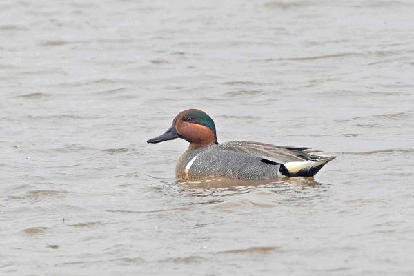 Green-winged Teal - John Hewitt.