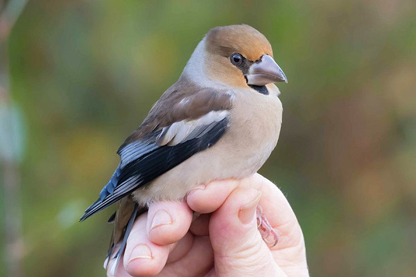 Hawfinch - John Hewitt.