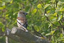 Hawfinch - John Hewitt.