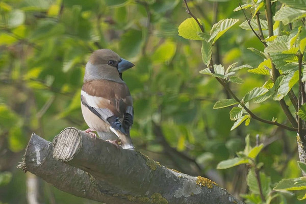 Hawfinch - John Hewitt.