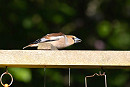Hawfinch - John Hewitt.