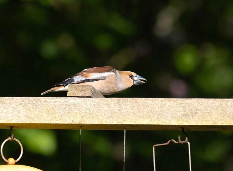 Hawfinch - John Hewitt.