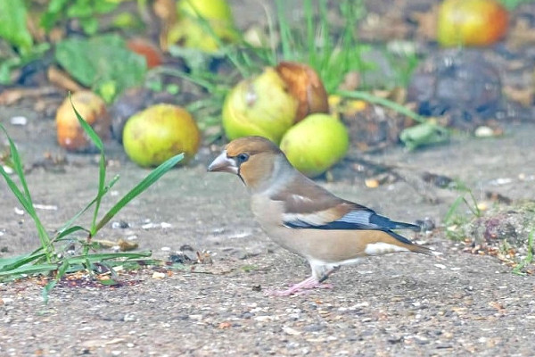 Hawfinch - John Hewitt.