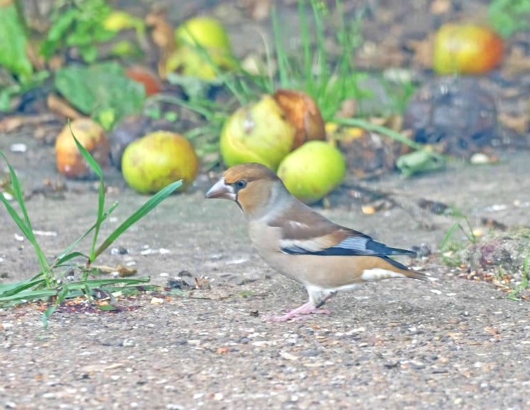 Hawfinch - John Hewitt.