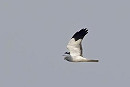 Hen Harrier - John Hewitt.