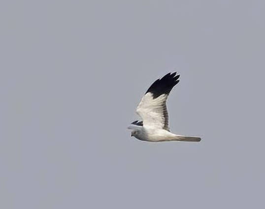 Hen Harrier - John Hewitt.