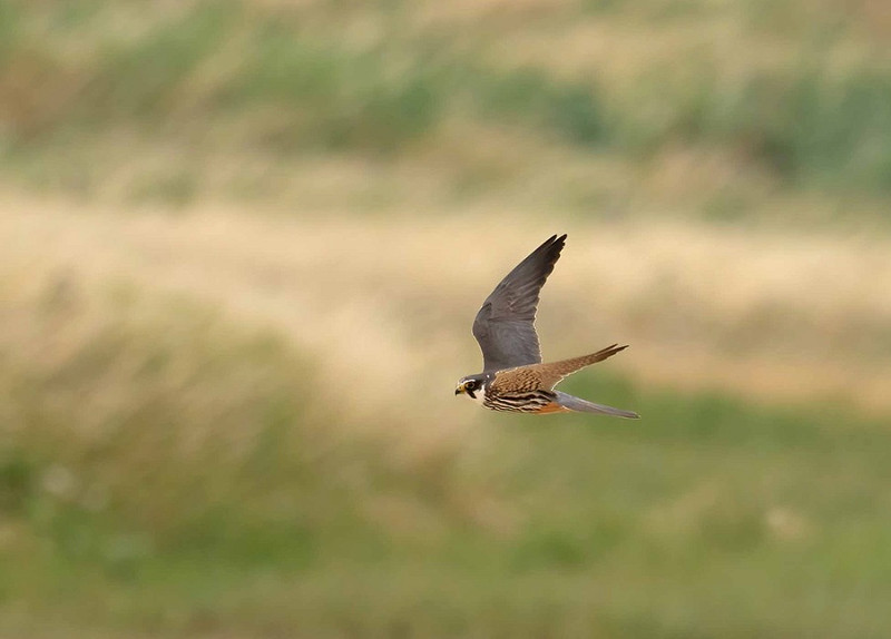 Hobby - John Hewitt.