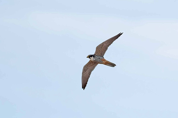 Hobby - John Hewitt.
