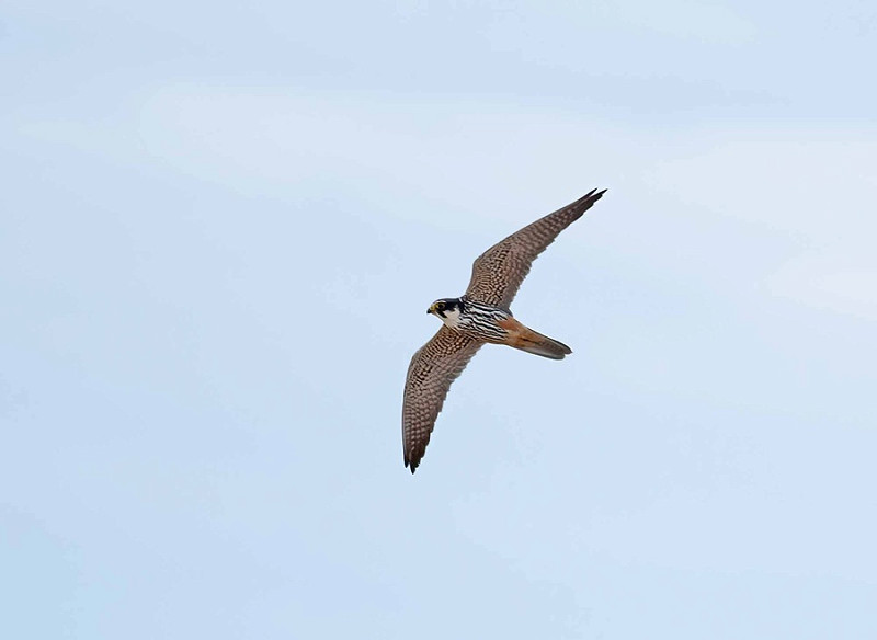 Hobby - John Hewitt.
