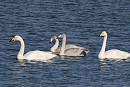 Whooper Swans - John Hewitt.