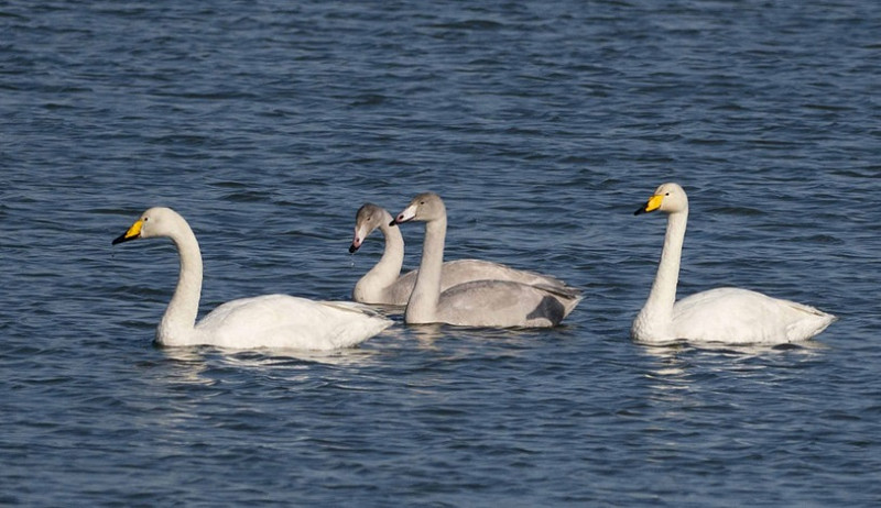 Whooper Swans - John Hewitt.