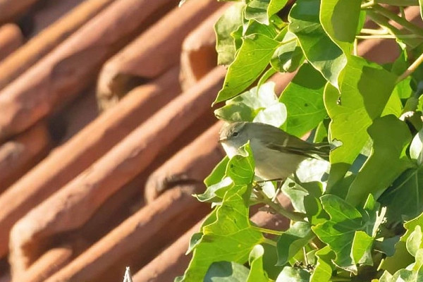 Humes Warbler - John Hewitt.