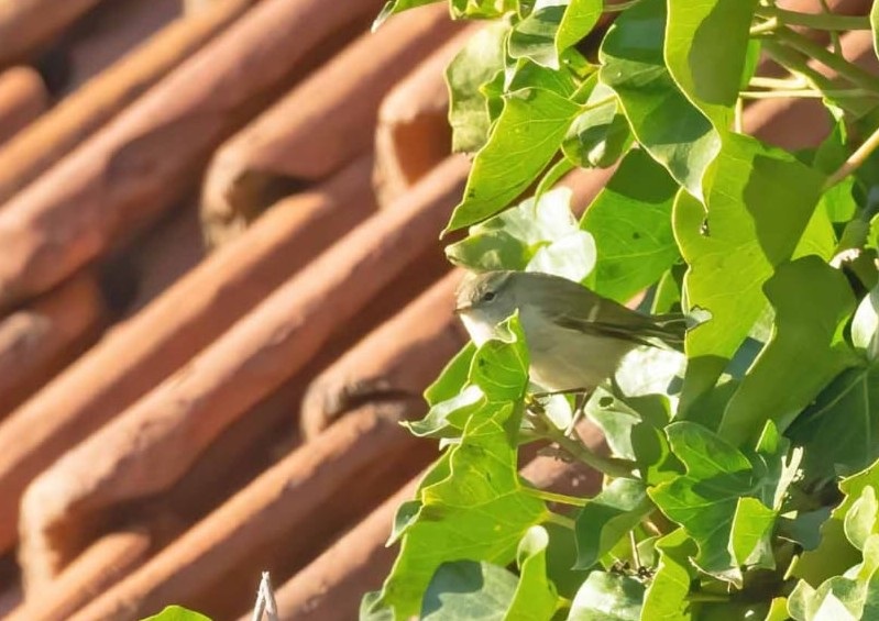 Humes Warbler - John Hewitt.