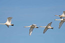 Whooper Swans - John Hewitt.