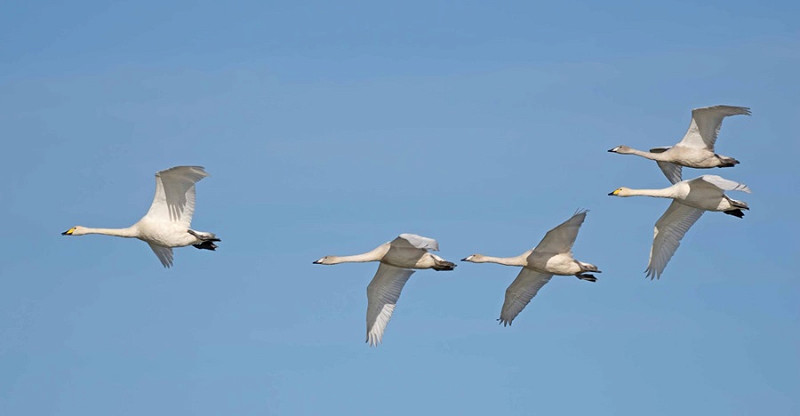 Whooper Swans - John Hewitt.