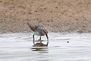 White-rumped Sandpiper - John Hewitt