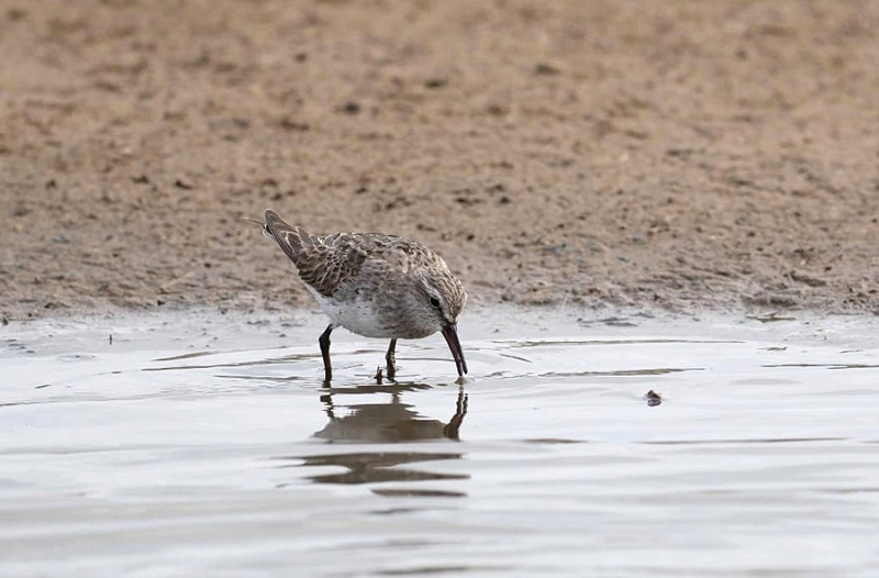 White-rumped Sandpiper - John Hewitt