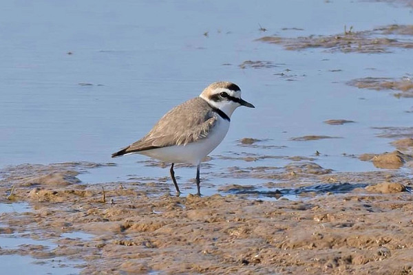 Bird sightings Saturday, 10 May 2025