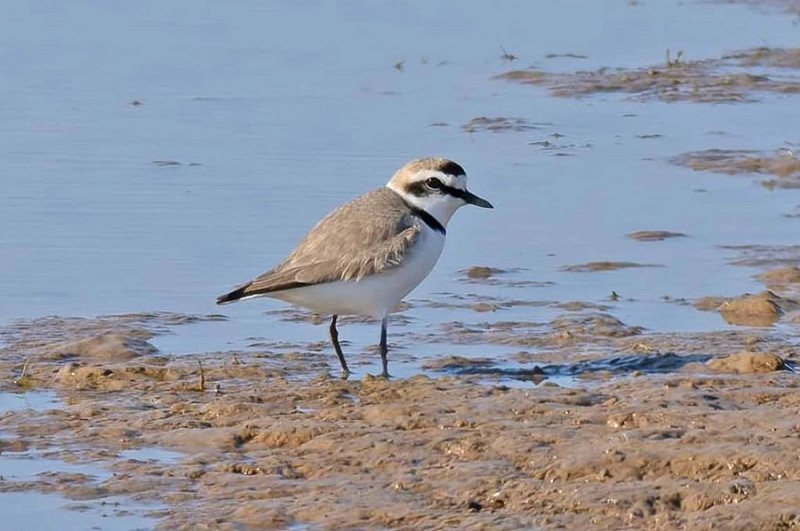 Kentish Plover - John Hewitt.  The 18th record for Spurn.