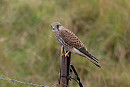 Kestrel - John Hewitt.