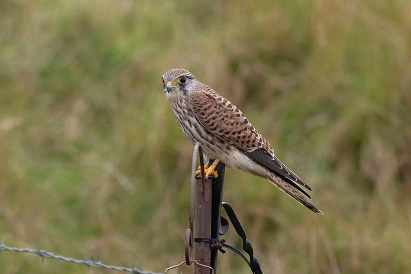 Kestrel - John Hewitt.