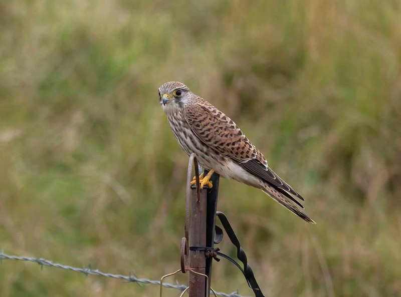 Kestrel - John Hewitt.