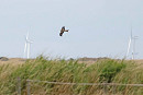 Red Kite - John Hewitt.