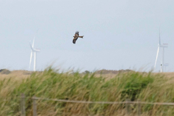 Red Kite - John Hewitt.