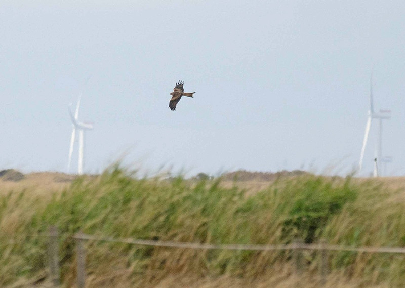 Red Kite - John Hewitt.