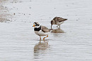 Least Sandpiper with Ringed Plover - John Hewitt.