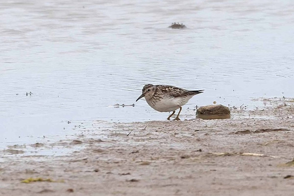 Least Sandpiper - John Hewitt.