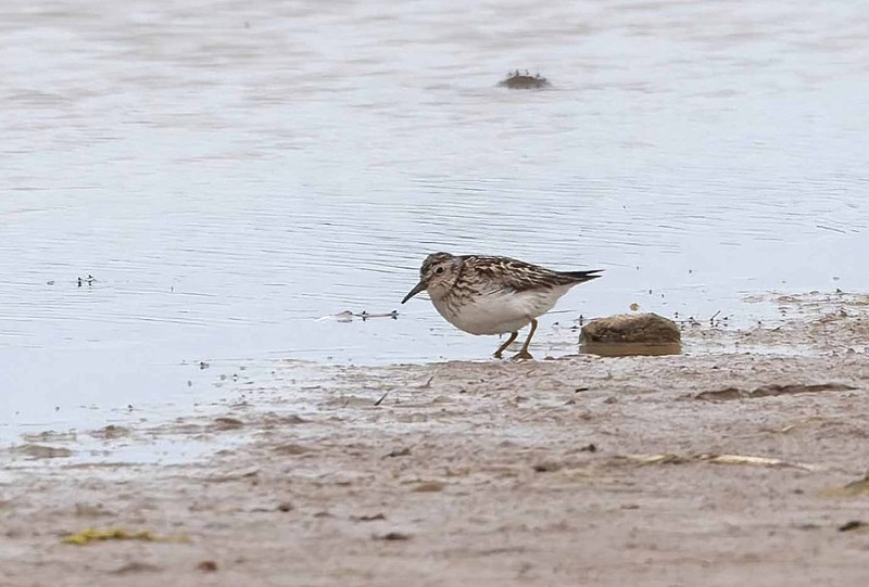 Least Sandpiper - John Hewitt.