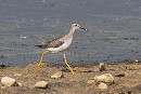 Lesser Yellowlegs - John Hewitt.