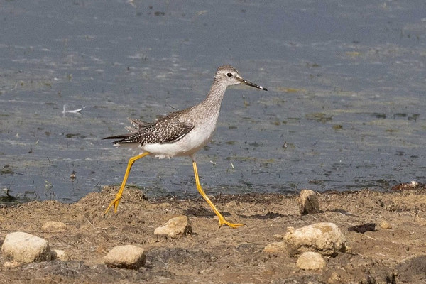 Lesser Yellowlegs - John Hewitt.