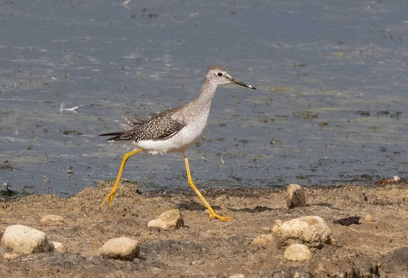 Lesser Yellowlegs - John Hewitt.