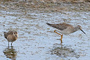 Lesser Yellowlegs and Ruff - John Hewitt.