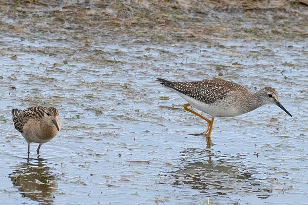 Bird sightings Friday, 09 October 2026