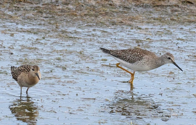 Lesser Yellowlegs and Ruff - John Hewitt.