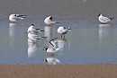 Little Gull and Black-headed Gulls - John Hewitt.