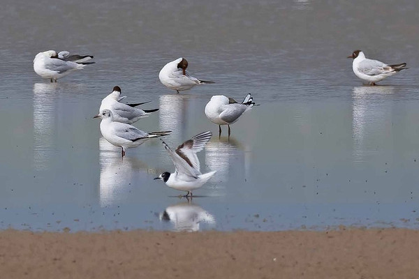 Little Gull and Black-headed Gulls - John Hewitt.
