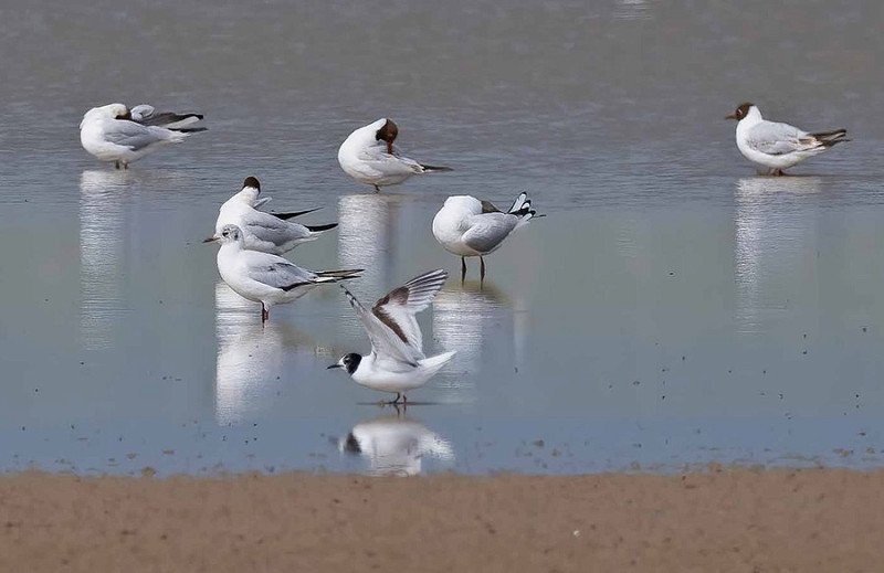 Little Gull and Black-headed Gulls - John Hewitt.