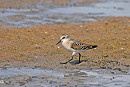Little Stint - John Hewitt.