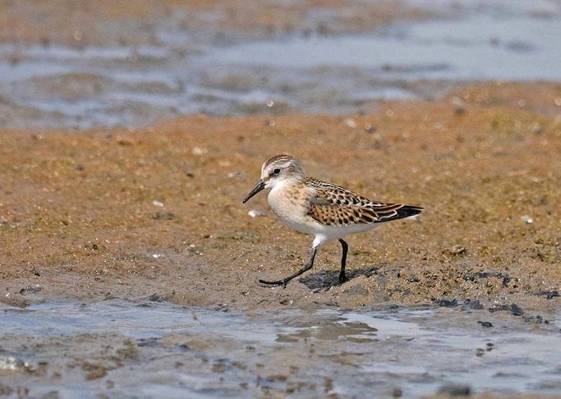 Little Stint - John Hewitt.